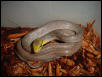 Gonyosoma, "java" form