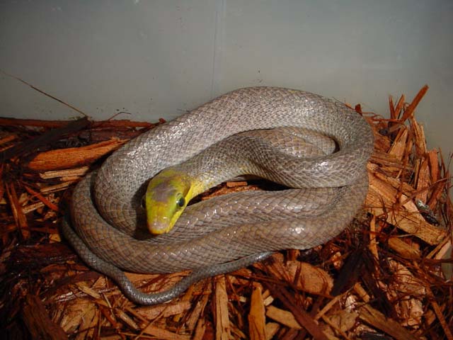 Gonyosoma, "java" form