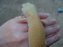 jello the tangello