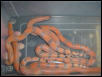 Litter of 5 baby Eryx johnii