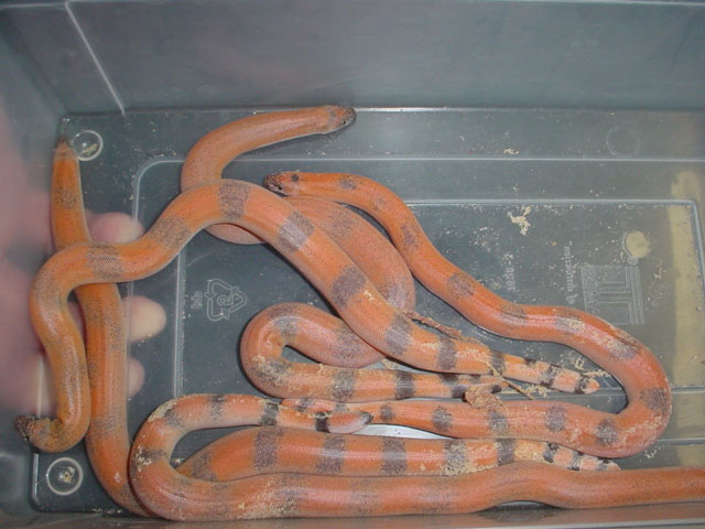 Litter of 5 baby Eryx johnii