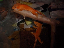 my pair