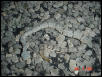 DOR lepidus found on 277