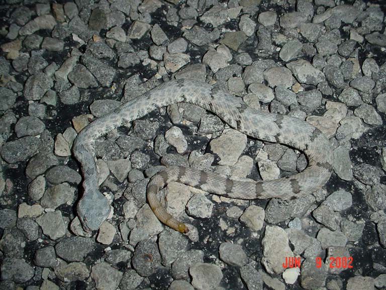 DOR lepidus found on 277