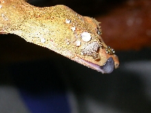 Fresh WC lineatus drinking