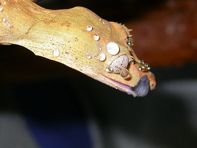Fresh WC lineatus drinking