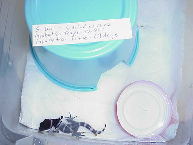 G. luii hatchling