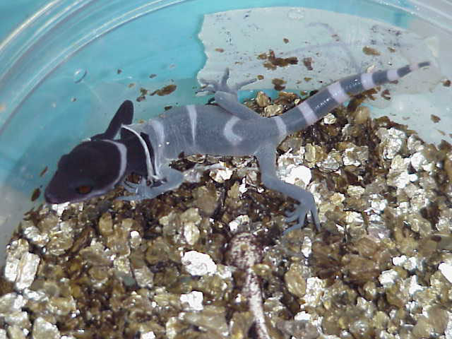 G. luii hatchling