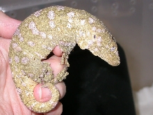 male super ana isle R. l. henkeli, subadult