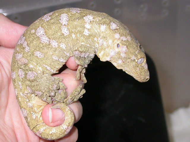 male super ana isle R. l. henkeli, subadult