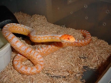 male applegate albino