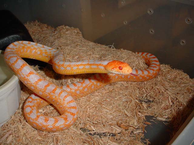 male applegate albino