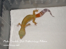 double het patternless albino