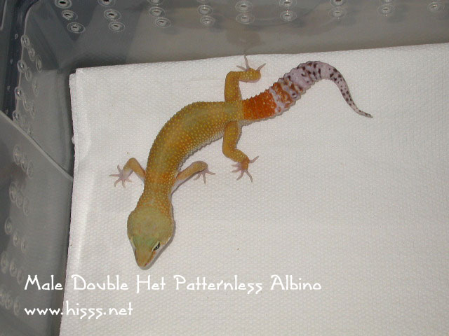 double het patternless albino