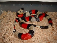 male sockhead pueblan