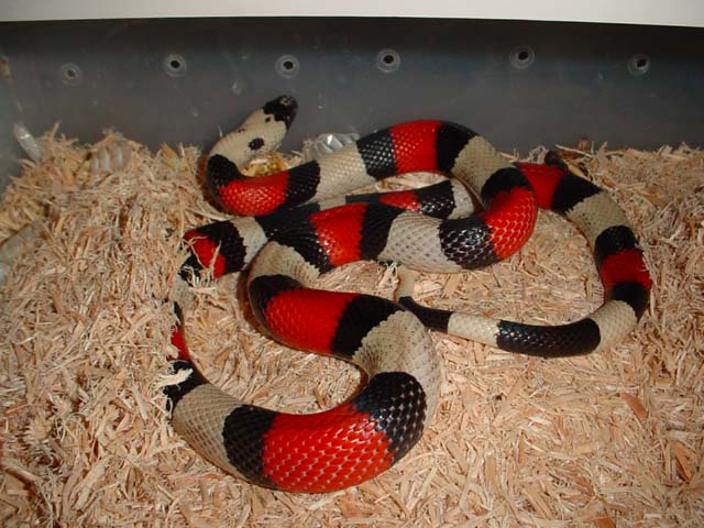 male sockhead pueblan