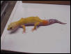 Male Hypo Carrot Tail