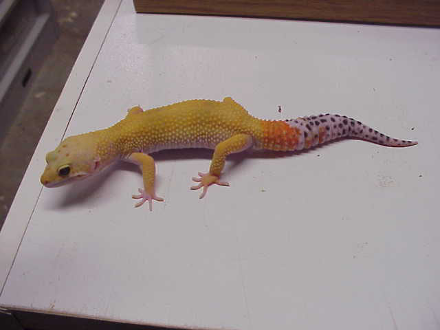 Male Hypo Carrot Tail