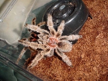 mating rosies