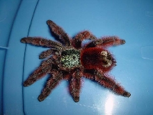 A. versicolor adult female