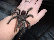 mature male A. metallica