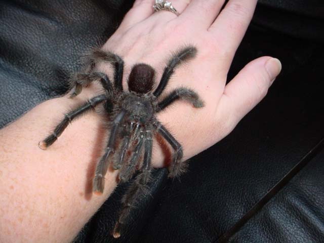mature male A. metallica