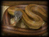 Mexican Baird's Rat Snake