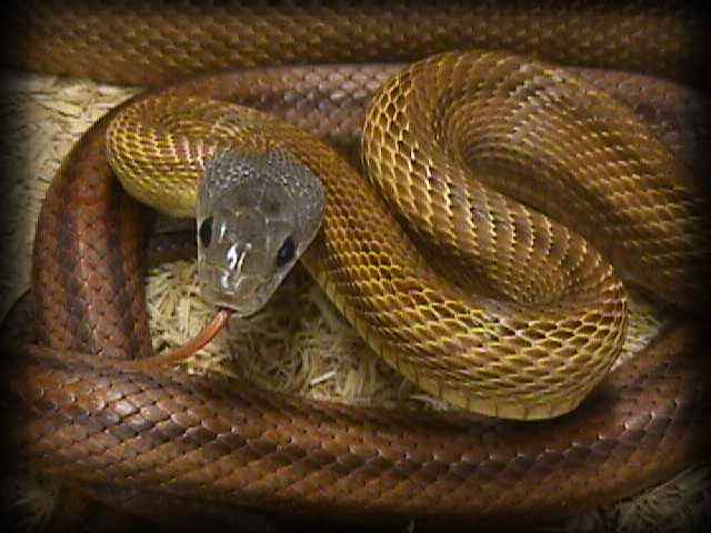 Mexican Baird's Rat Snake