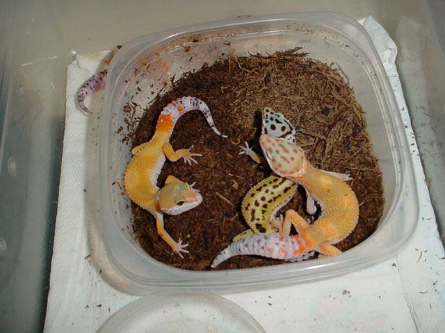 leos