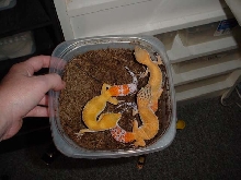 mmmm carroty