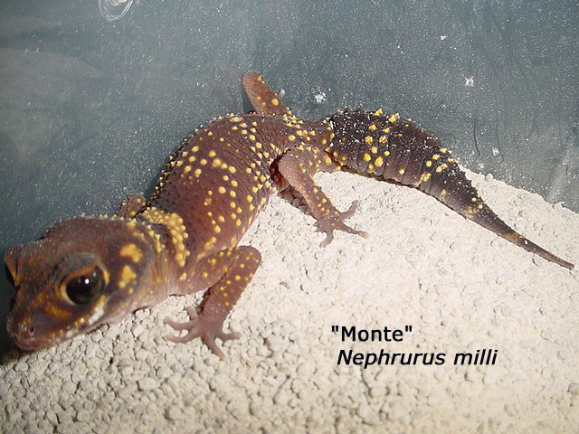 Meet "Monte" the Nephrurus milli
