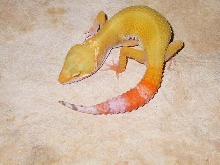 just shed