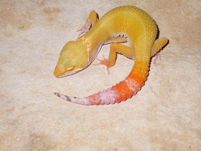 just shed