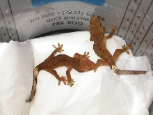 R. ciliatus, hatched Feb. 5