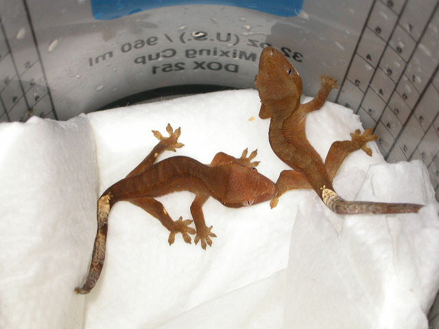 R. ciliatus, hatched Feb. 5