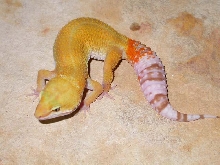 New Pic of Rainwater Hybino