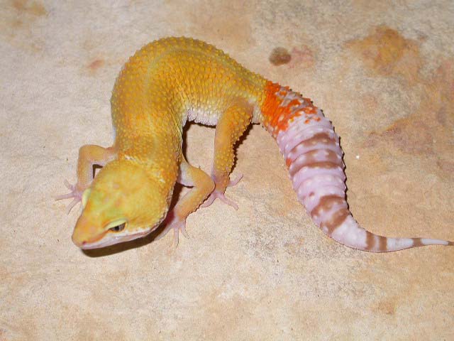 New Pic of Rainwater Hybino