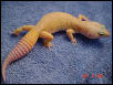 Adult Female Patternless Breeder
