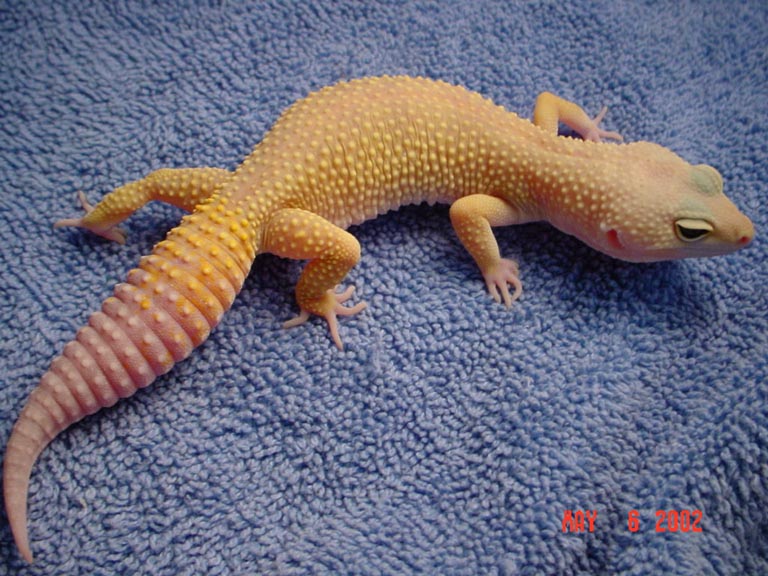 Adult Female Patternless Breeder