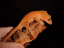 male ciliatus