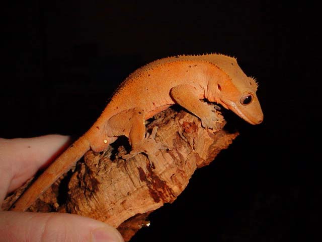 male ciliatus