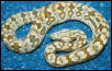 nice baby dumerils