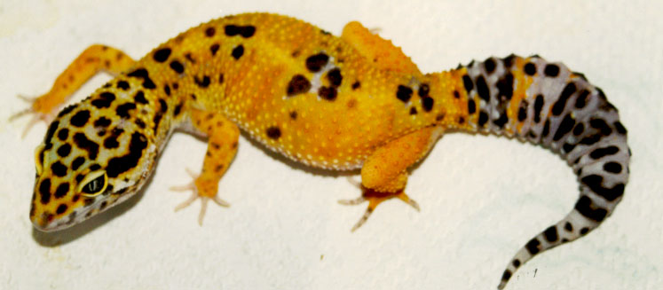 one of my first tangerine leos
