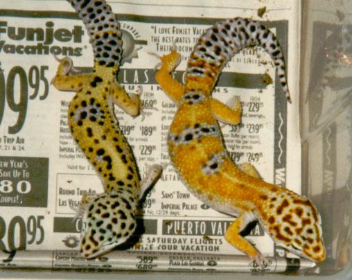 one of the original tangerine leos