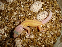 patternless albino just hatched