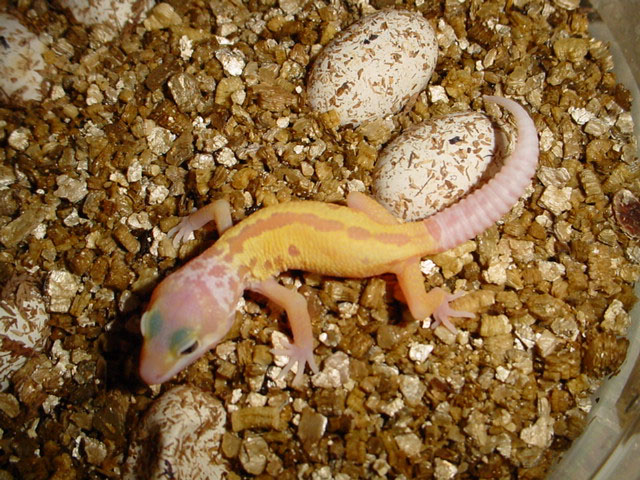 patternless albino just hatched