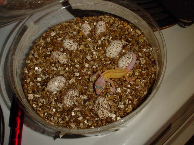 patternless albino just hatched