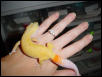my male patternless albino