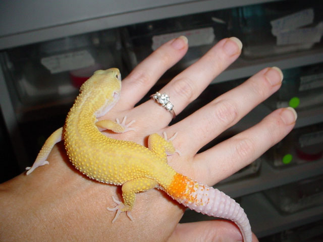 my male patternless albino
