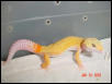 My Best Patternless Albino for 2002